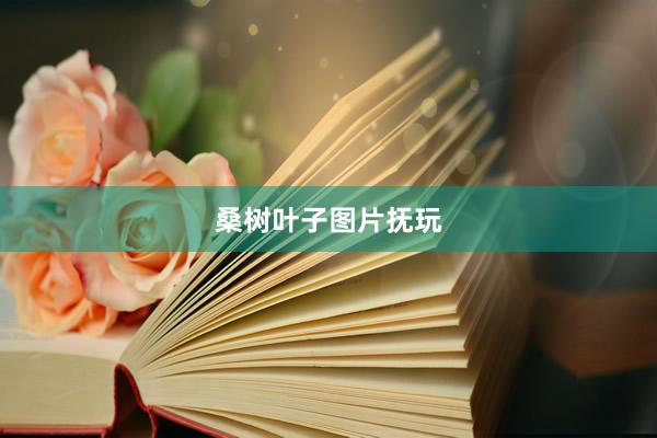 桑树叶子图片抚玩